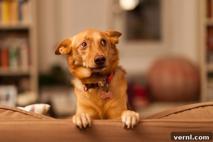 Conquer Dog Odor: 5 Secrets to a Fresh Home 2 Close-Up Of Dog On Sofa