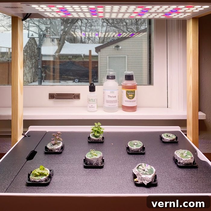 Rise Garden Review Our Top Pick Hydroponic Indoor Garden System 2 Family Handyman Personal Indoor Garden Grow Lights
