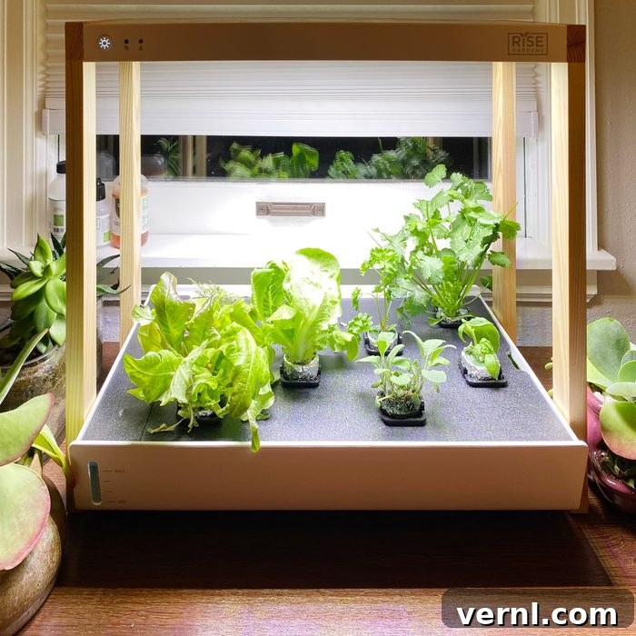 Rise Garden Review Our Top Pick Hydroponic Indoor Garden System 6 Family Handyman Raise Indoor Personal Garden With Succulents