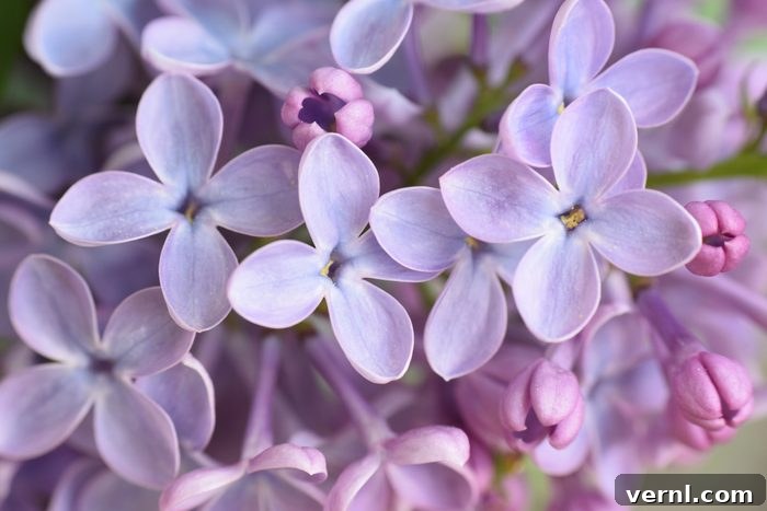 Flourishing Lilacs: A Complete Guide 2 Closeup of vibrant purple lilac flowers in full bloom, showcasing their intricate petals and rich color.