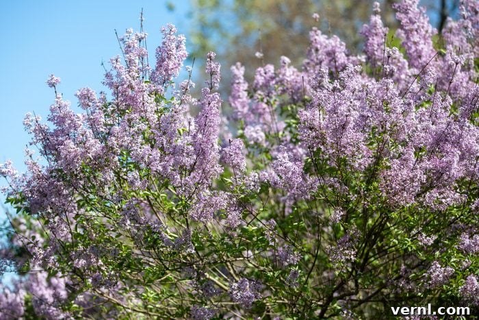Lilacs In Bloom