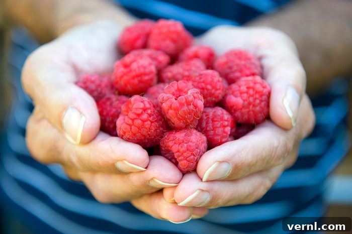 Growing Succulent Raspberries 2 Male gardener holding raspberries (Rubus idaeus), close up