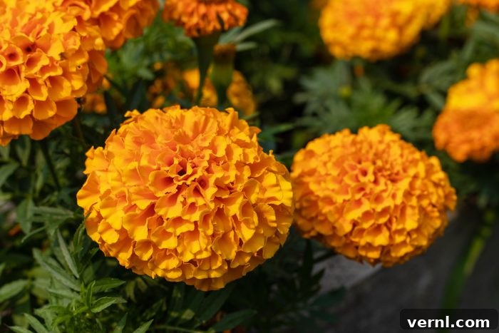 From Seed to Sunshine: Cultivating Beautiful Marigolds 2 Orange marigolds flowers blooming in the garden. Close-up view