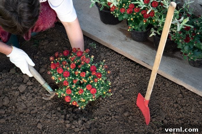 Mums: Annuals or Perennials? 2 Female hands wearing protective garden gloves planting flowers in the garden