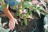 Empower Your Garden Halt Invasive Plants for Good