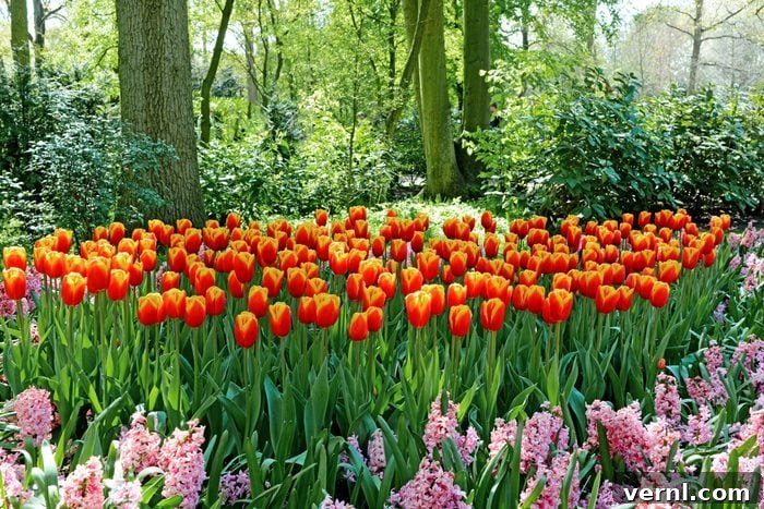 Grow Stunning Blooms: Smart Bulb Planting Techniques 2 Beautiful Tulip flowers