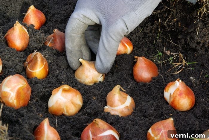 Grow Stunning Blooms: Smart Bulb Planting Techniques 3 bulb planting