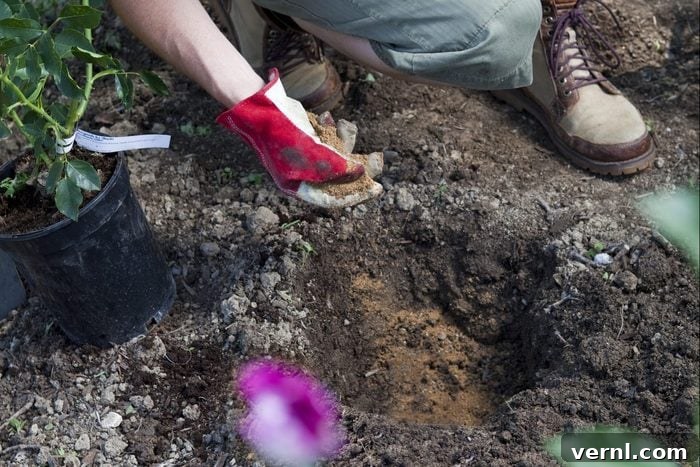 Grow Stunning Blooms: Smart Bulb Planting Techniques 4 Gardener Sprinkling Bone Meal Feed Before Planting Purple Rose Bush