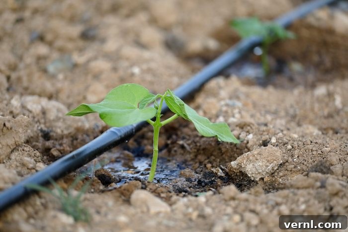 Effortless Oasis: Smart Irrigation for Your Home 3 Drip irrigation system watering a small vegetable plant. in the image-480069