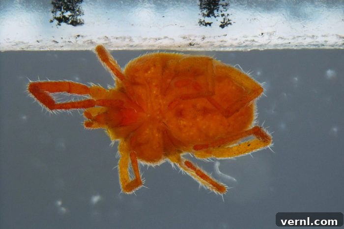 Clover Mites Understanding and Eliminating These Pests 2 Clover Mites close up