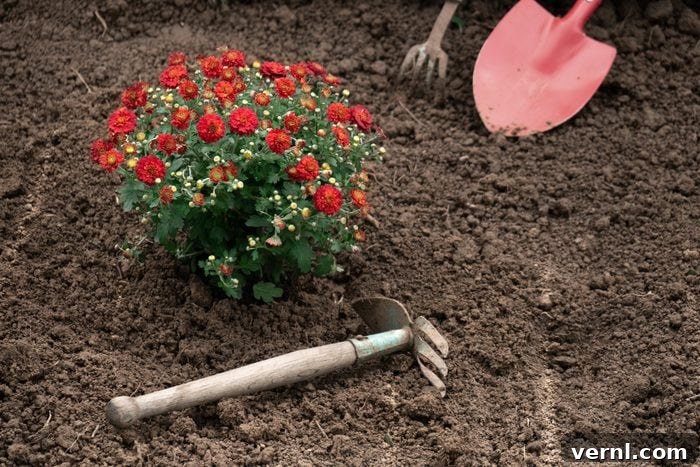 Red chrysanthemums just planted into the garden bed outdoors with garden tools