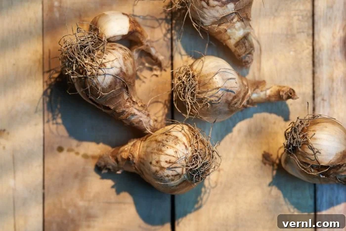Planting Daffodils for Stunning Blooms 2 daffodil bulbs