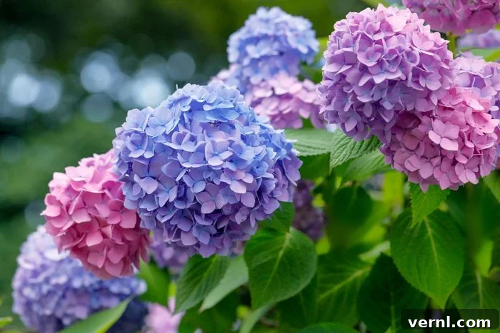 The change in the color of the hydrangea based on soil pH.