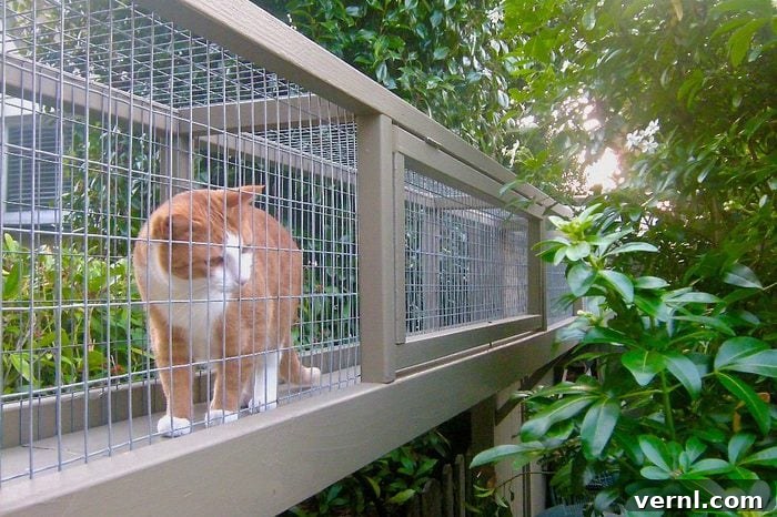 Crafting the Perfect Catio: Benefits, DIY Steps, and Design Inspiration 3 cat in a catio pathway