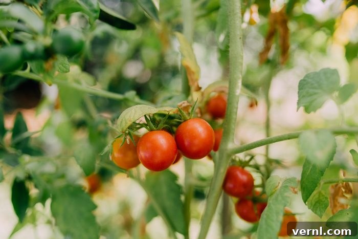 Mastering Tomato Tag Codes Grow Better Tomatoes 2 Small Red Cherry tomatoes growing in a field