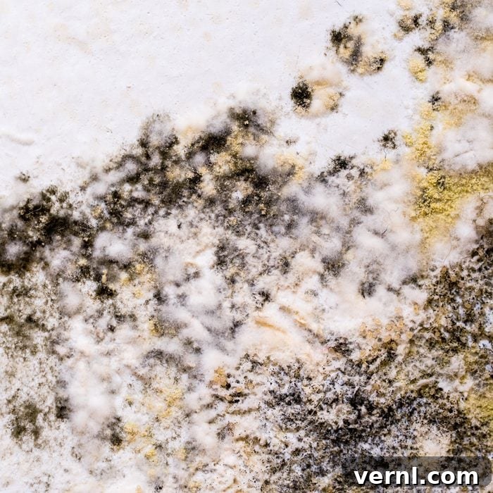 Mold on wall, indicating a potential mold mite infestation