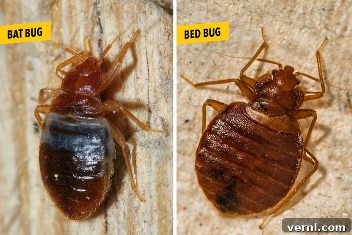 comparison of Bat Bug Vs Bed Bug with labels