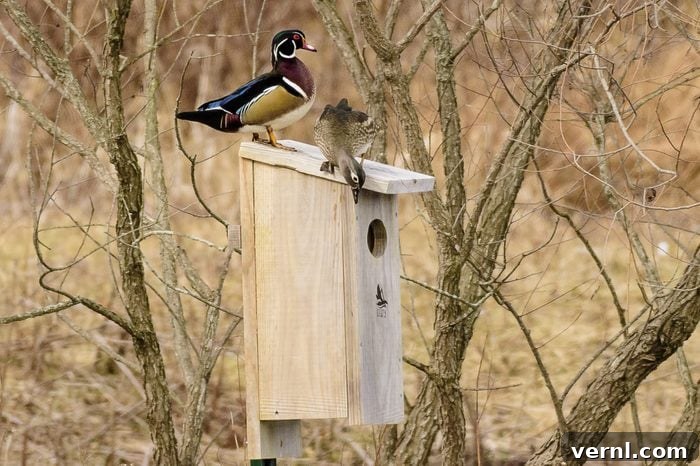 Turn Your Yard Into a Certified Wildlife Haven 3 Wood Duck pair looming at a nesting box