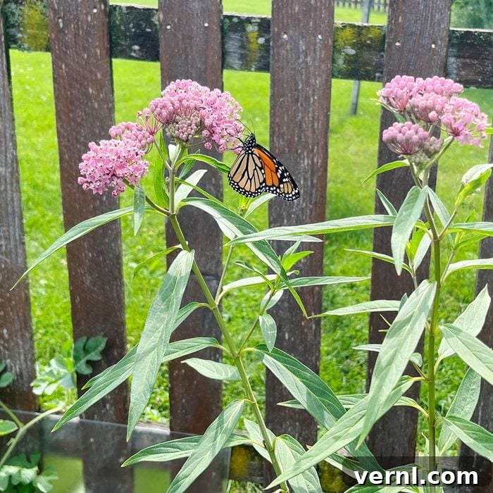 Wondercide Tick Spray: Your Yard's Ultimate Solution for Fleas and Ticks 4 Butterfly Friendly Edit
