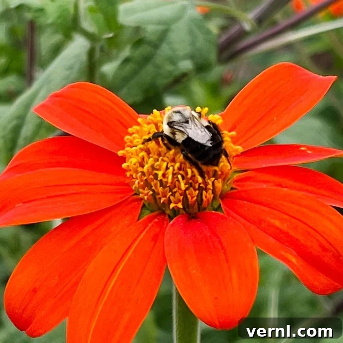 Wondercide Tick Spray: Your Yard's Ultimate Solution for Fleas and Ticks 5 Bee Friendly