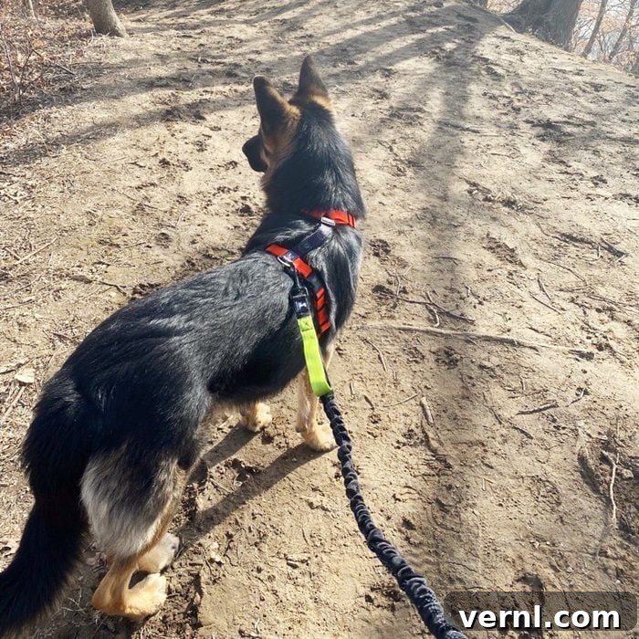 The Hands-Free Leash That Ended My Dog Walking Dread 2 German shepherd dog hiking with a Hands Free Leash