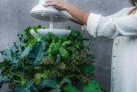 Lettuce Grow Farmstand Hydroponics Is It Worth Your Money