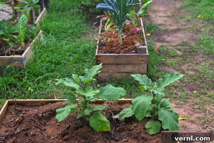 A Gardener's Green Handbook 2 Eggplant plants in a raised bed