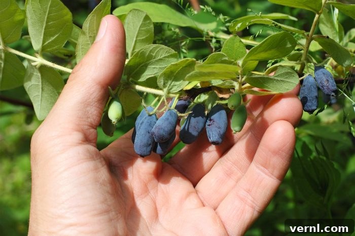 Honeyberries: A Sweet Introduction 2 picking honeyberries from a plant