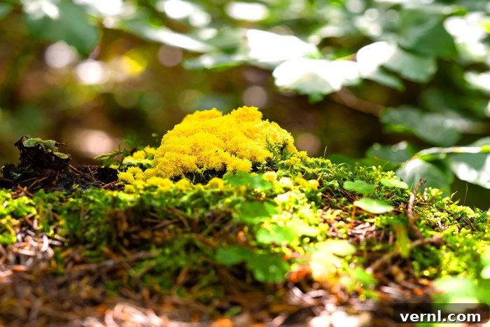 What That Yellow Mold Really Is 2 Scrambled Egg Slime (fuligo Septica) Mushroom Growing In Forest