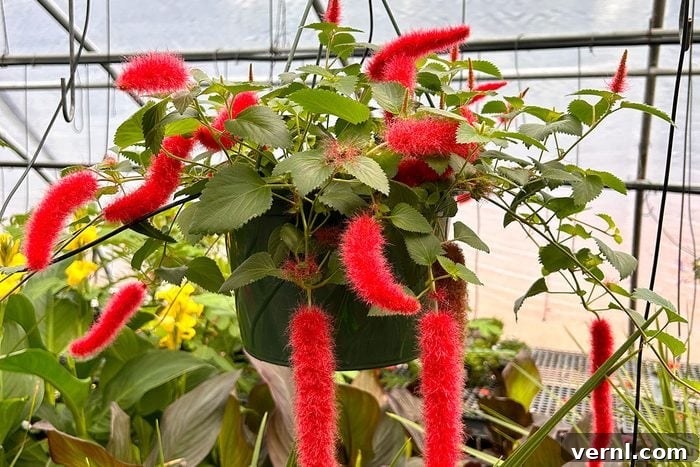 Unmasking The Red Fuzzy Plant 2 Firetail Chenille Plant By Darren Hartwell