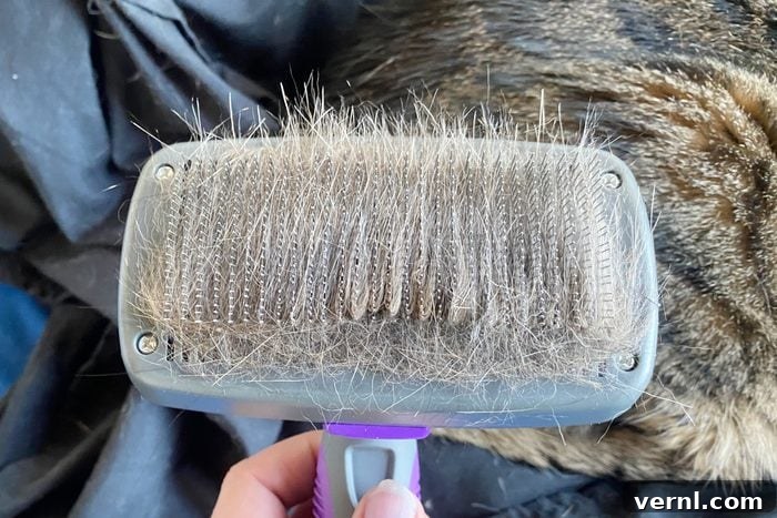 Hertzko Self-Cleaning Slicker Brush: 2024's Top Pick for Cat Shedding and Grooming 5 Hertzko pet brush after collecting a significant amount of cat hair