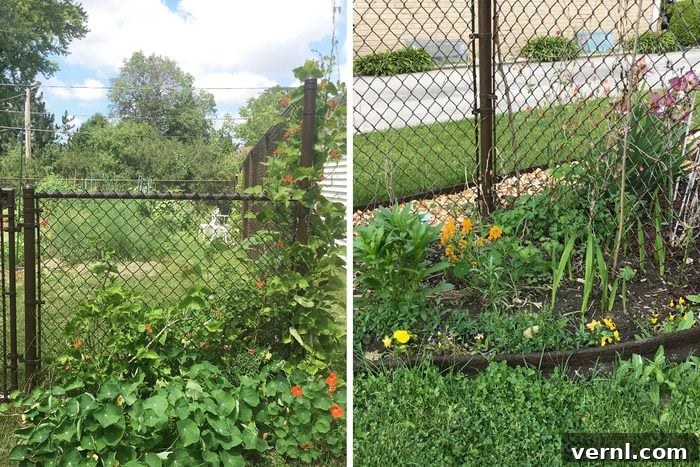 EcoBorder Kauçuk Bahçe Kenarlığı İncelemesi: İşe Yarıyor Mu, Değer Mi? 3 Before And After Split Screen Ecoborder Rubber Landscape Edging garden