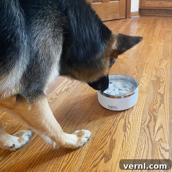 German shepherd drinking from a Yeti Dog Bowl filled with water and ice cubes, illustrating its functionality for hydration.