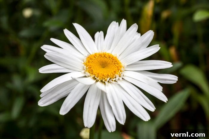 Shasta Daisy Mastery: Your Complete Growing Handbook 2 Leucanthemum x superbum 'Wirral Supreme' - A vibrant Shasta daisy in full bloom