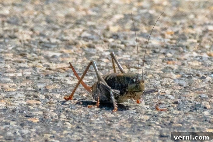 Unraveling the Mystery of Mormon Crickets 2 A Mormon Cricket, Anabrus simplex, resting on a paved road, showcasing its dark, robust body and long antennae against a blurred background.