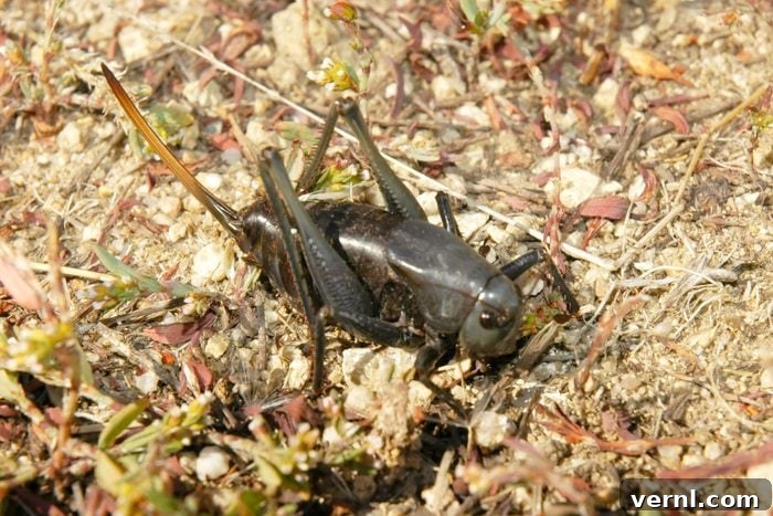 Unraveling the Mystery of Mormon Crickets 3 A close-up view of an adult Mormon Cricket, Anabrus simplex, showing its intricate body segments, long antennae, and dark coloration, highlighting its distinctive shield-backed appearance.