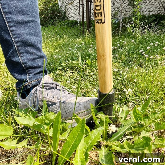 Grampa's Weeder: Stand Tall, Weed Effortlessly 4 Grampa's Weeder demonstrating its use on a garden bed with weeds
