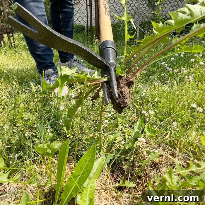 Grampa's Weeder: Stand Tall, Weed Effortlessly 5 Gardener holding Grampa's Weeder after successful weed removal