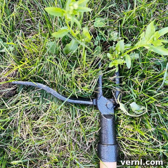 Grampa's Weeder: Stand Tall, Weed Effortlessly 6 Image illustrating the mechanism of Grampa's Weeder with various weeds