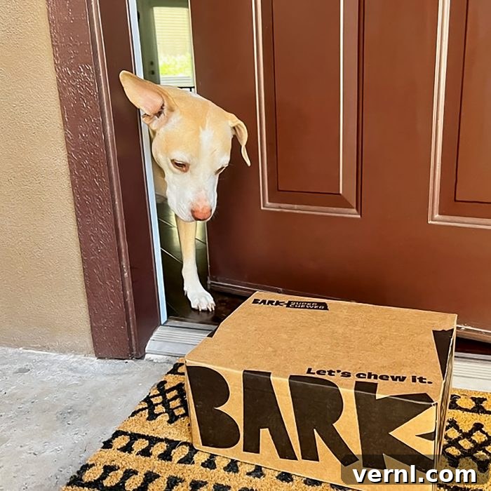 Barkbox Super Chewer 2024: Is It Still Worth Every Bite 3 Barkbox Super Chewer Box on Doormat and Dog in middle of Door