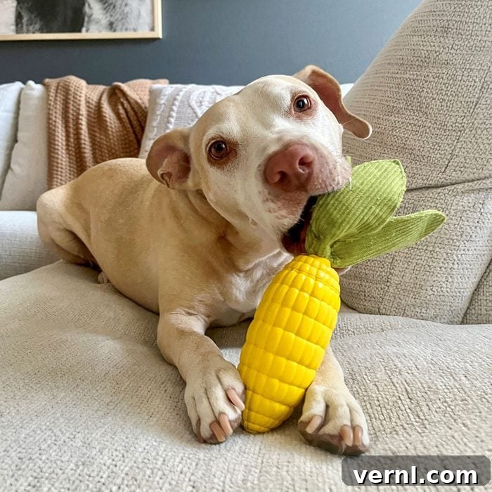 Barkbox Super Chewer 2024: Is It Still Worth Every Bite 5 Dog Chewing Barkbox Super Chewer