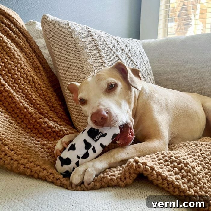Barkbox Super Chewer 2024: Is It Still Worth Every Bite 6 Dog Chewing Barkbox Super Chewer