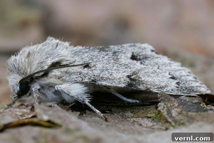 Miller Moths: Migration, Diet, and Their Fascinating World 2 Natural closeup on the black and white colored miller owlet moth, Acronicta leporina