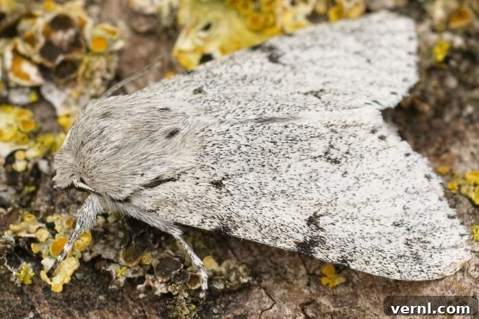 Miller Moths: Migration, Diet, and Their Fascinating World 3 Detailed Closeup On A Grey , White Miller Owlet Moth, Acronicta Leporina, Sitting On Wood