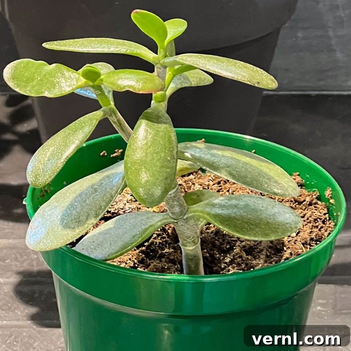 Growing Jade Plant Pup