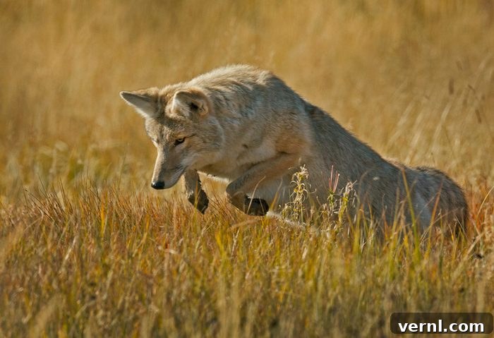 Do Fences Really Keep Coyotes Out 2 Female coyote jumping in field.