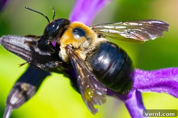 A Carpenter Bee Feeding On A Flower