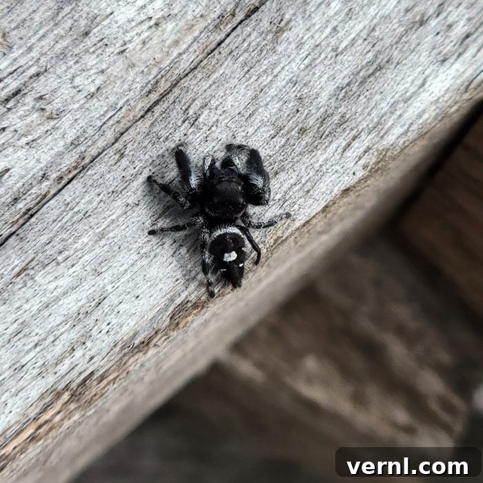 Jumping Spider