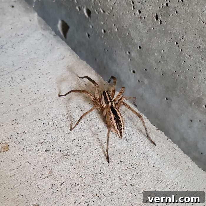 Wolf Spider
