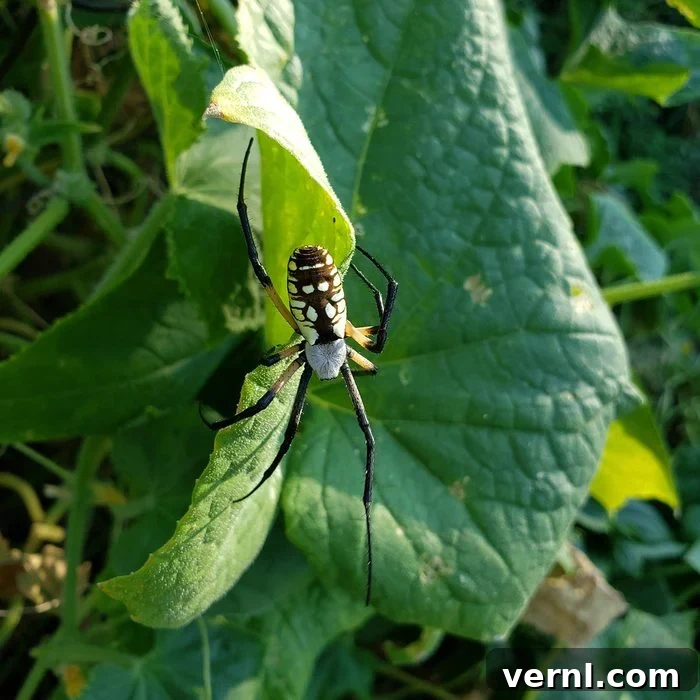 Orbweaver Spider